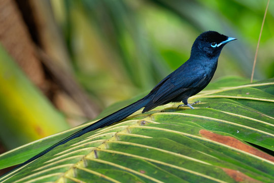 Seychelles paradise flycatcher - Terpsiphone corvina rare bird from Terpsiphone within the family Monarchidae, forest-dwelling bird endemic to the Seychelles