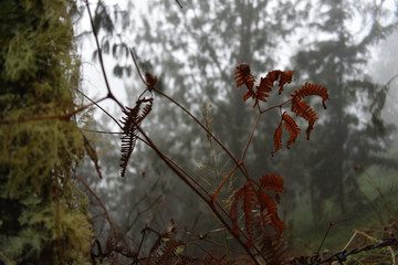 hoja