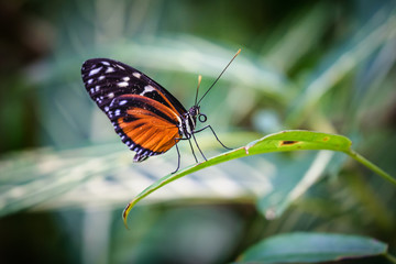Tiger Longwing butterfly on a plant leaf.