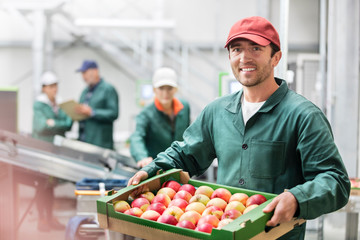 Portrait smiling worker holding box of apples in food processing plant