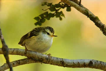 Acanthisitta chloris - Rifleman - titipounamu - endemic bird from New Zealand, small insectivorous passerine bird that is endemic to New Zealand, belongs to the family Acanthisittidae