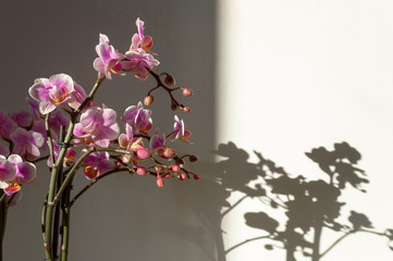 Detail of the flowers of a nice pink and violet ochid indoor plant