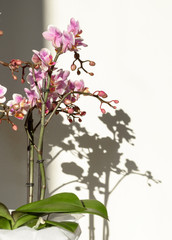 A beautiful and colorful indoor orchid plant in a white vase illuminated by a soft natural view from a window 