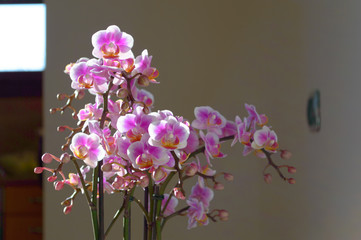 Detail of the flowers of a nice pink and violet ochid indoor plant