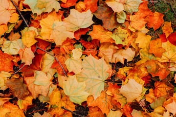 Naklejka na ściany i meble Maple leaves covering the ground