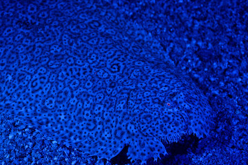 Fluorescent Flounder Camouflaged to sea floor