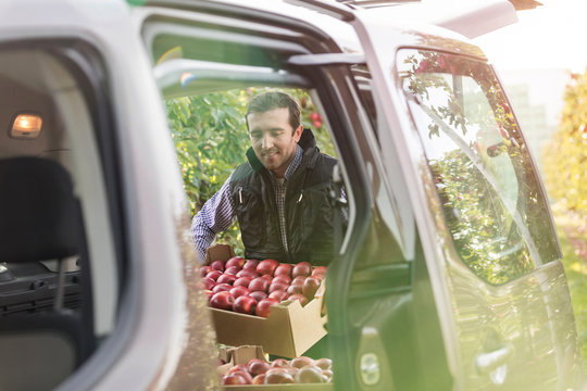 Male farmer loading red apples into car in orchard