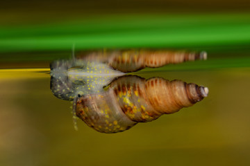 Close Up Freshwater Snail