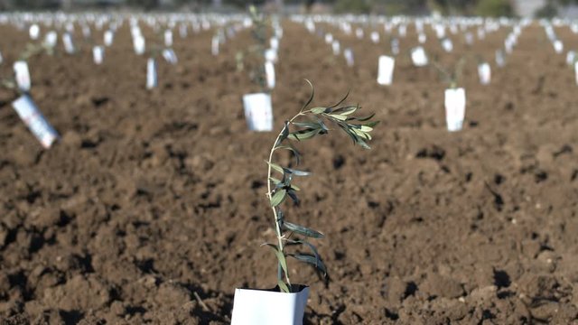Super intensive olive grove. Cultivation plantation of olive trees in parallel rows. Seedlings in an olive orchard. Pan shot of a little tree in the foreground. Shot in 6k. Slow motion.