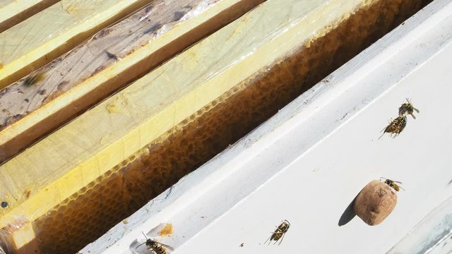 Bee apiary. Macro shot of a bee frame. The honey collected glistens in the combs. Bees crawl along the honeycombs. On the frame you can see several hundred with bee bread - this is food for bees.