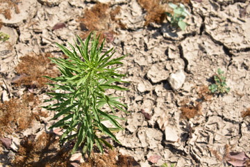 Horseweed growing in Sepphoris Zippori National Park in Central Galilee Israel