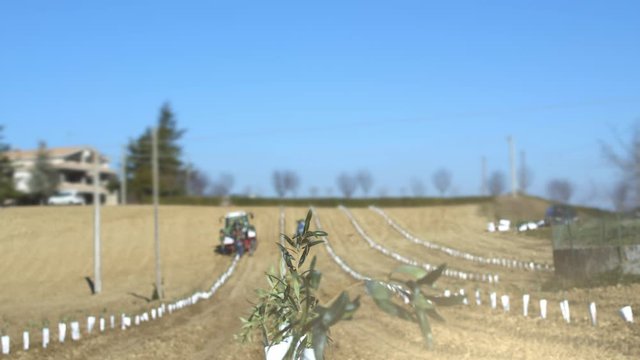 Super intensive olive grove. Cultivation plantation of olive trees in parallel rows. Tractor seeder planting seedlings in an olive orchard. Shot in 6k. Slow motion.