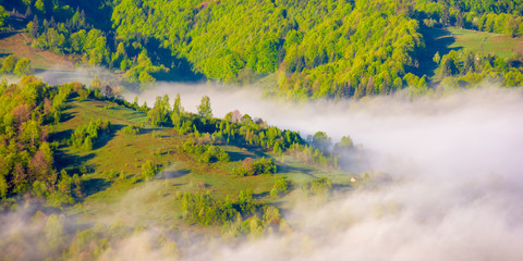 mountainous countryside in the morning. valley full of rising fog. green foliage on trees. wonderful nature scenery in springtime