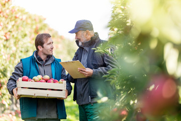 Male farmers with bushel of apples and clipboard talking in orchard