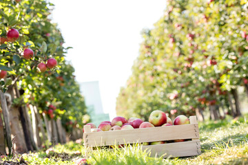 Crate of red apples in sunny orchard