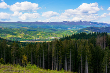 forested hills of Carpathians in spring. spruce trees on the grass covered meadow. borzhava mountain ridge with some snow on the tops in the distance. fresh weather with clouds on the sky