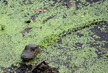 Florida Alligators in Natural Wild Nature Preserve Habitat