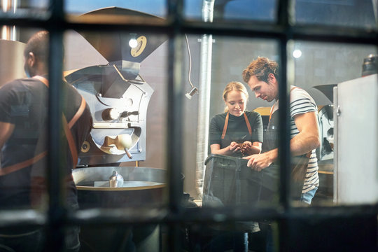 Coffee roasters examining coffee beans