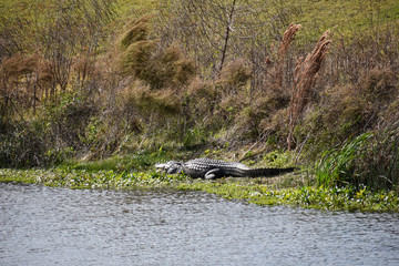 Florida Alligators in Natural Wild Nature Preserve Habitat