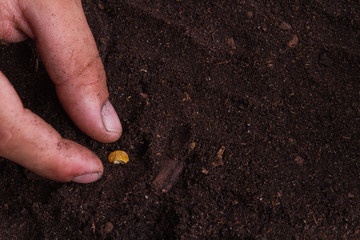 Close-up fingres plant sugar corn in the ground soil. Gardening and growing concept.