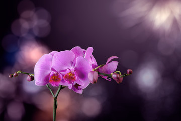 Fototapeta na wymiar orchid flower on a blurred purple background. valentine greeting card. love and passion concept. beautiful romantic floral composition. 