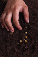 Male hand on the ground with sugar kernel corns. Close-up, top view.