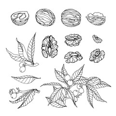 set of walnut branches, nuts in shell, kernels, element of decorative ornament or pattern, vector illustration with black contour lines isolated on white background in doodle and hand drawn style