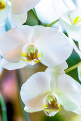 White Orchids