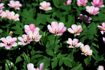 Fototapeta na wymiar Pink tulips of different varieties, spring meadow background, field of tulips.