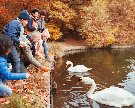 Multi-generation family feeding swans at pond in autumn park