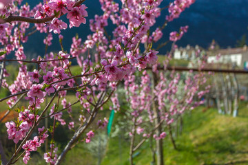 Peach branches in bloom with blurred background, Vittorio Veneto, Italy