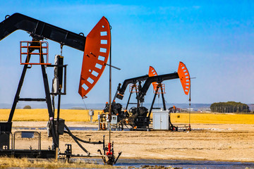 Fototapeta premium A group of pumpjacks are seen over oil wells in countryside of Alberta, Canada. Details of the nodding heads, walking beam, samson post and bridle rod