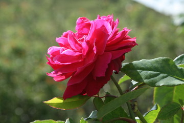 rose flower camp nariño colombia