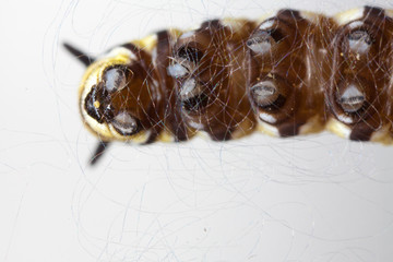 Monarch Caterpillar silk