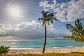 Fototapeta na wymiar Palm tree in Le Morne Brabant, Mauritius