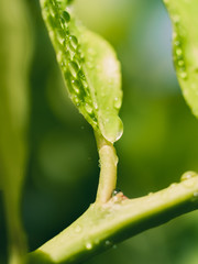 Fresh green leaf with dew drops