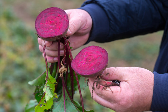 The farmer is in the field and boasts his beetroots harvest. In the hands holding cut in half ripe root sugar red beets. Illustrative photo to the topic of organic farming and healthy eating.
