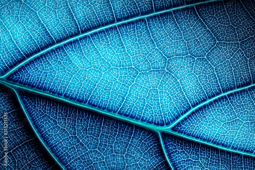 Wall mural abstract modified color blue leaf texture. vein grid net closeup background.