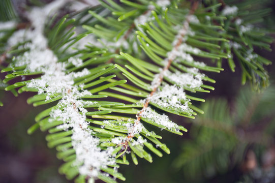 branch of a tree in snow