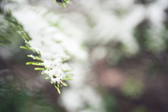 snow covered evergreen branch