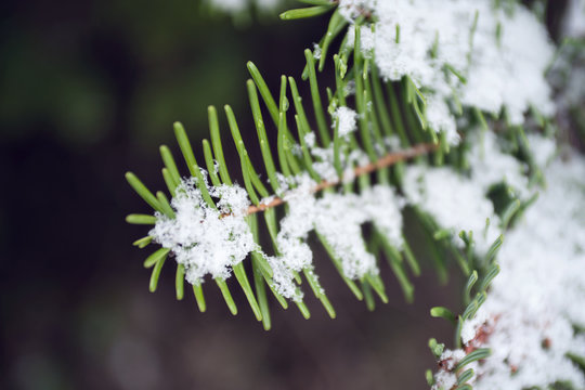 evergreen branch in snow