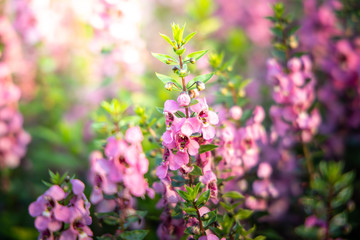 The background image of the colorful flowers