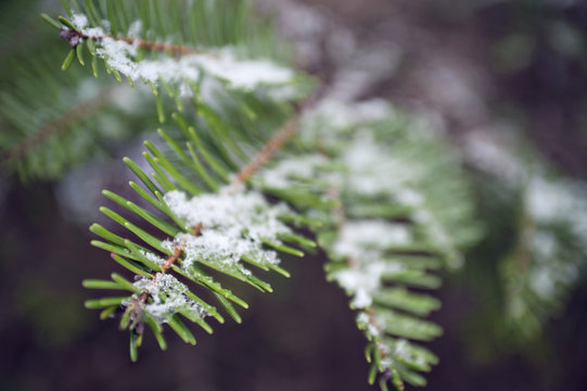 evergreen branch macro with snow