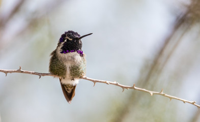 Costa's hummingbird on branch