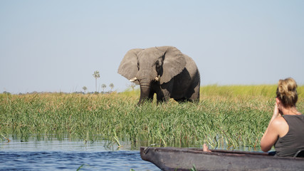 Wild Elephants seen on a river during a canoe safari in the Moremi Game Reserve.