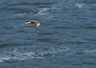Bird over the lake