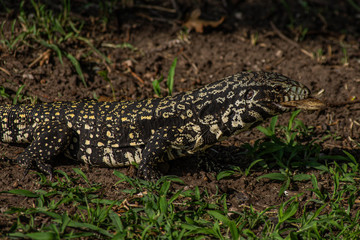 Naklejka premium Lizard 