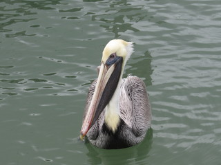 Pelican in water