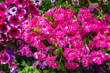 Obraz premium Abstract background of colorful petunia flowers. Image