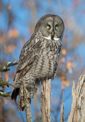 great gray owl hunting from tree